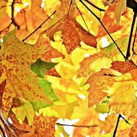 Lähiluonto tutuksi lapsiperheiden metsäretkellä Lähiluonto tutuksi lapsiperheiden metsäretkellä
