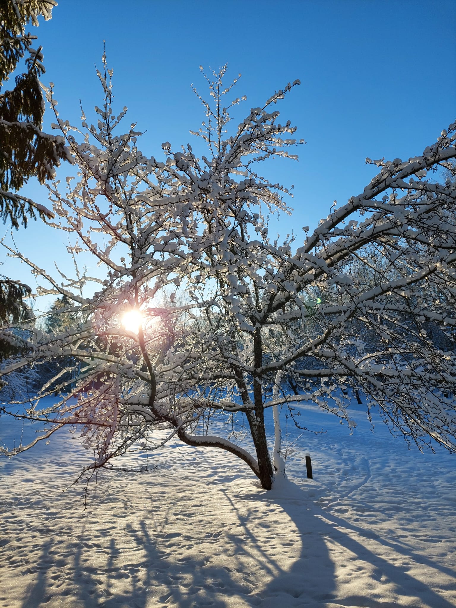 Omenapuu talvella auringonpaisteessa