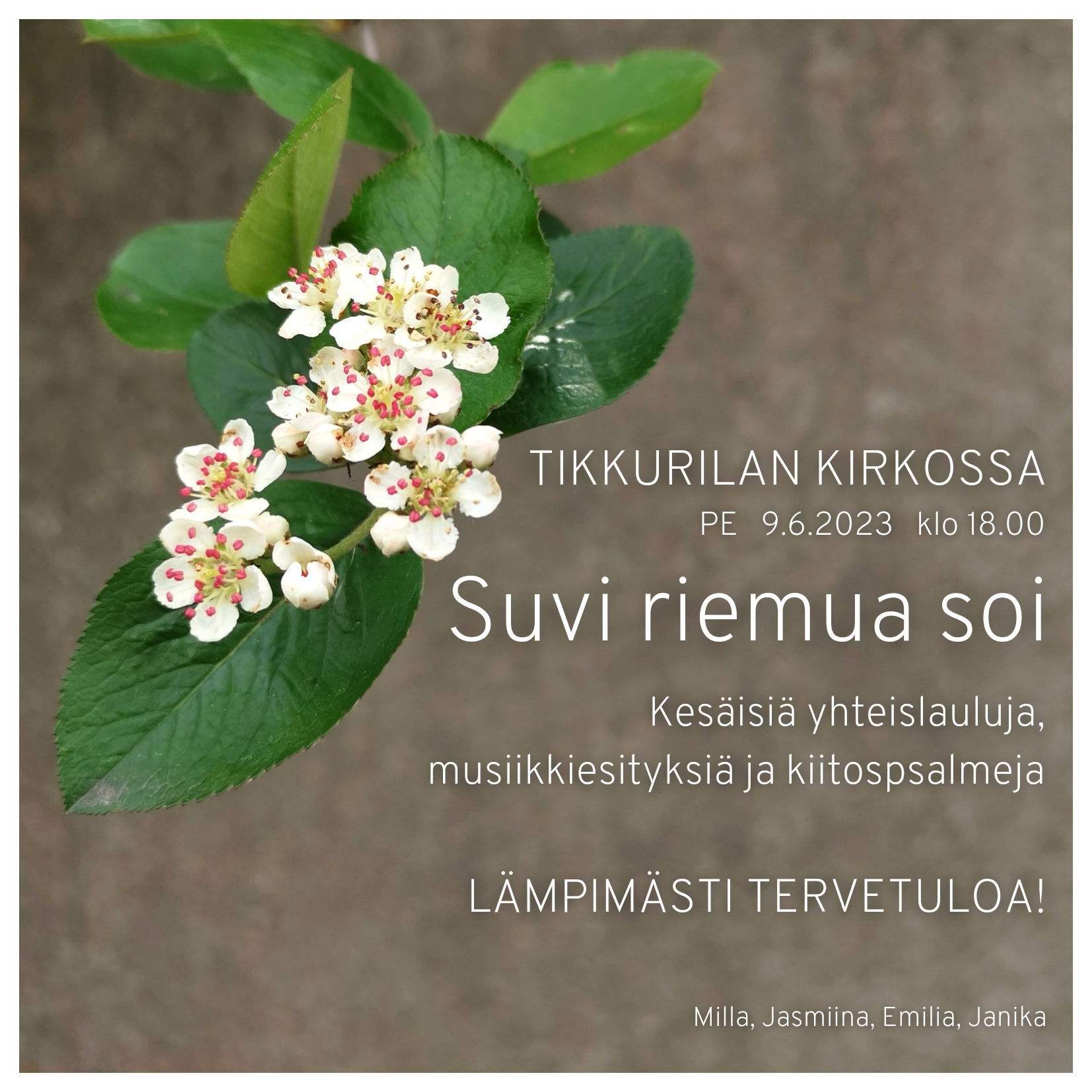 Kuva kukkivasta pensaan oksasta.