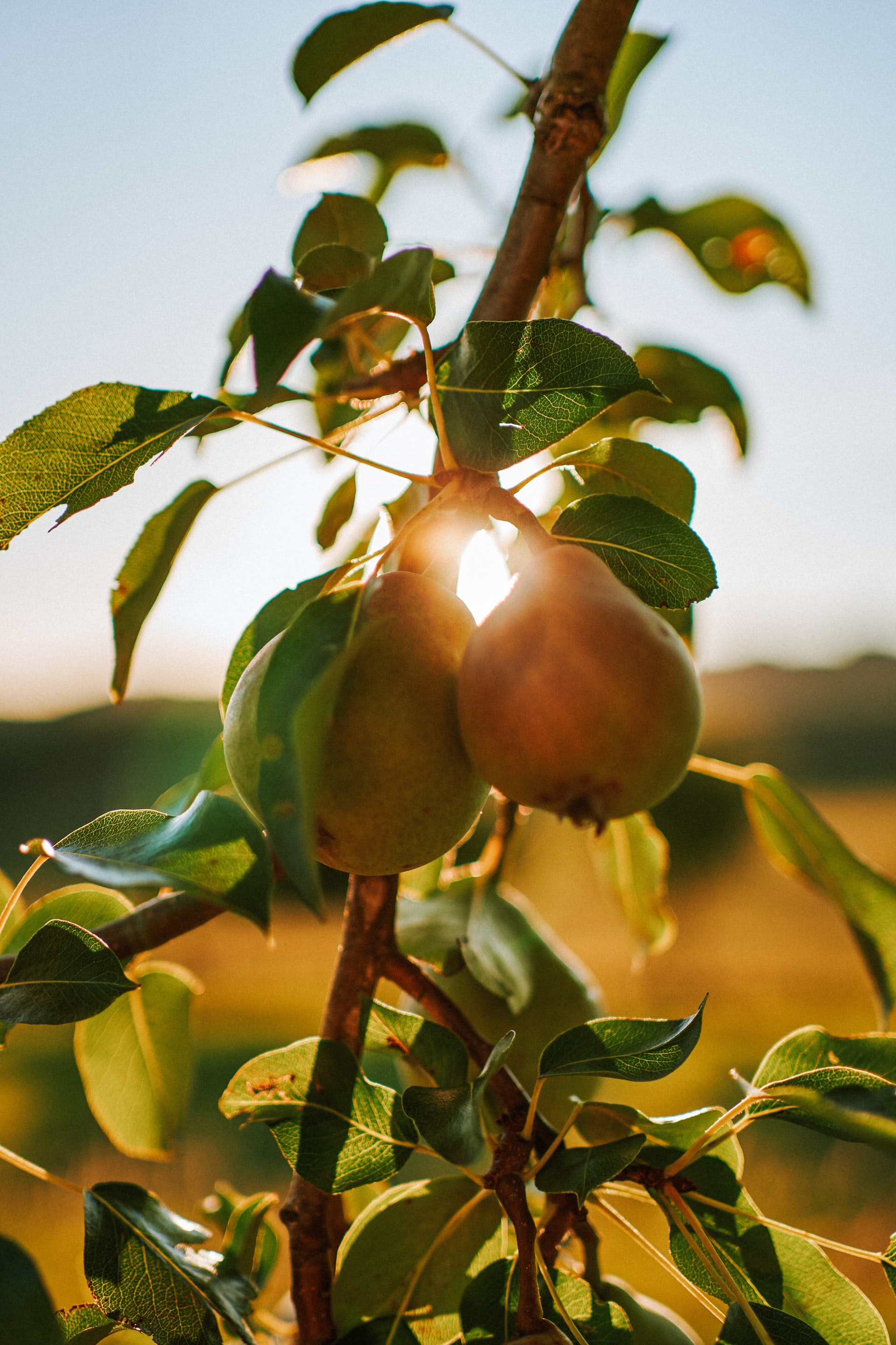 Kuvassa puun oksassa kiinni olevat hedelmät, takana hohtava aurinko.