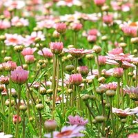 Juhannuspäivän sanajumalanpalvelus Rekolassa Juhannuspäivän sanajumalanpalvelus Rekolassa