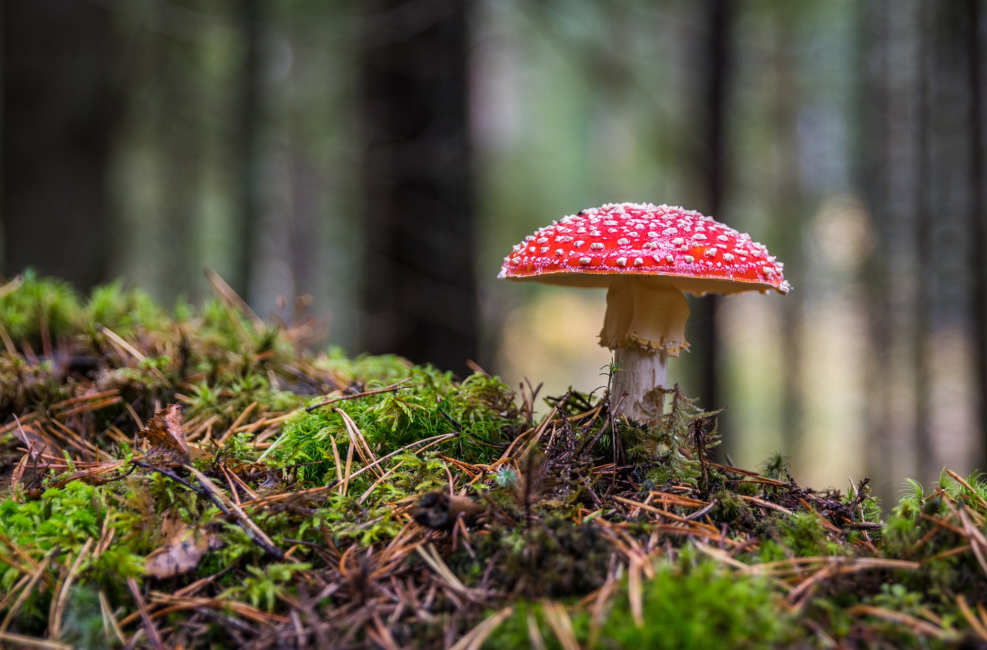 Tie ajatuksiin - miesten retriitti Vihdin Riuttarannassa 29.-31.10.2021 sieni syksyisessä metsässä
