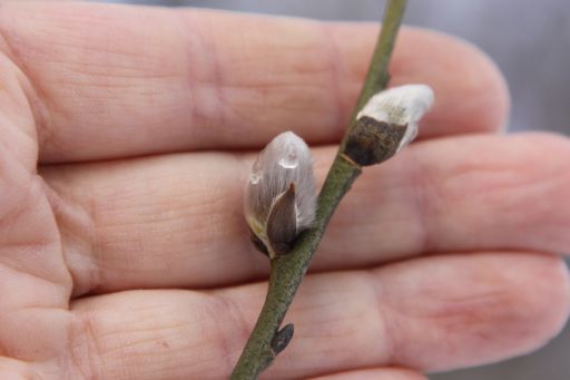 Palmusunnuntain sanajumalanpalvelus Pyhän Laurin kirkossa - STRIIMATAAN nettiin Palmusunnuntain messu Pyhän Laurin kirkossa.