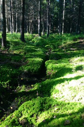 Metsää. Kuva on linkki Vantaan seurakuntien metsistä kertovalle sivulle.