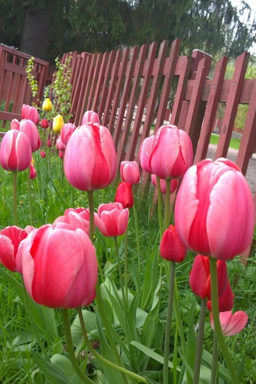 tulppaanit