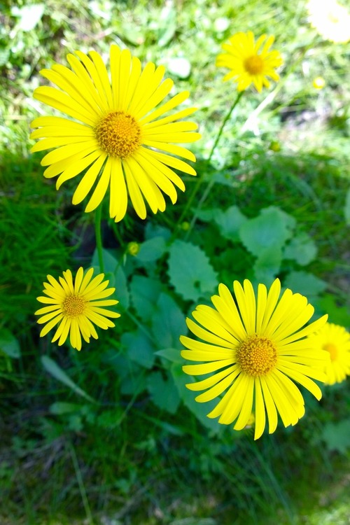 kesäkukkia