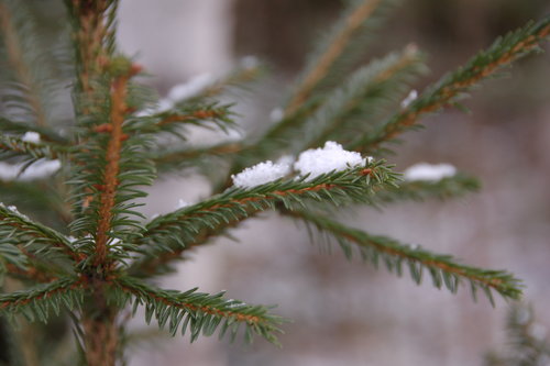 Kuvassa kuusenoksa, jolla lunta.