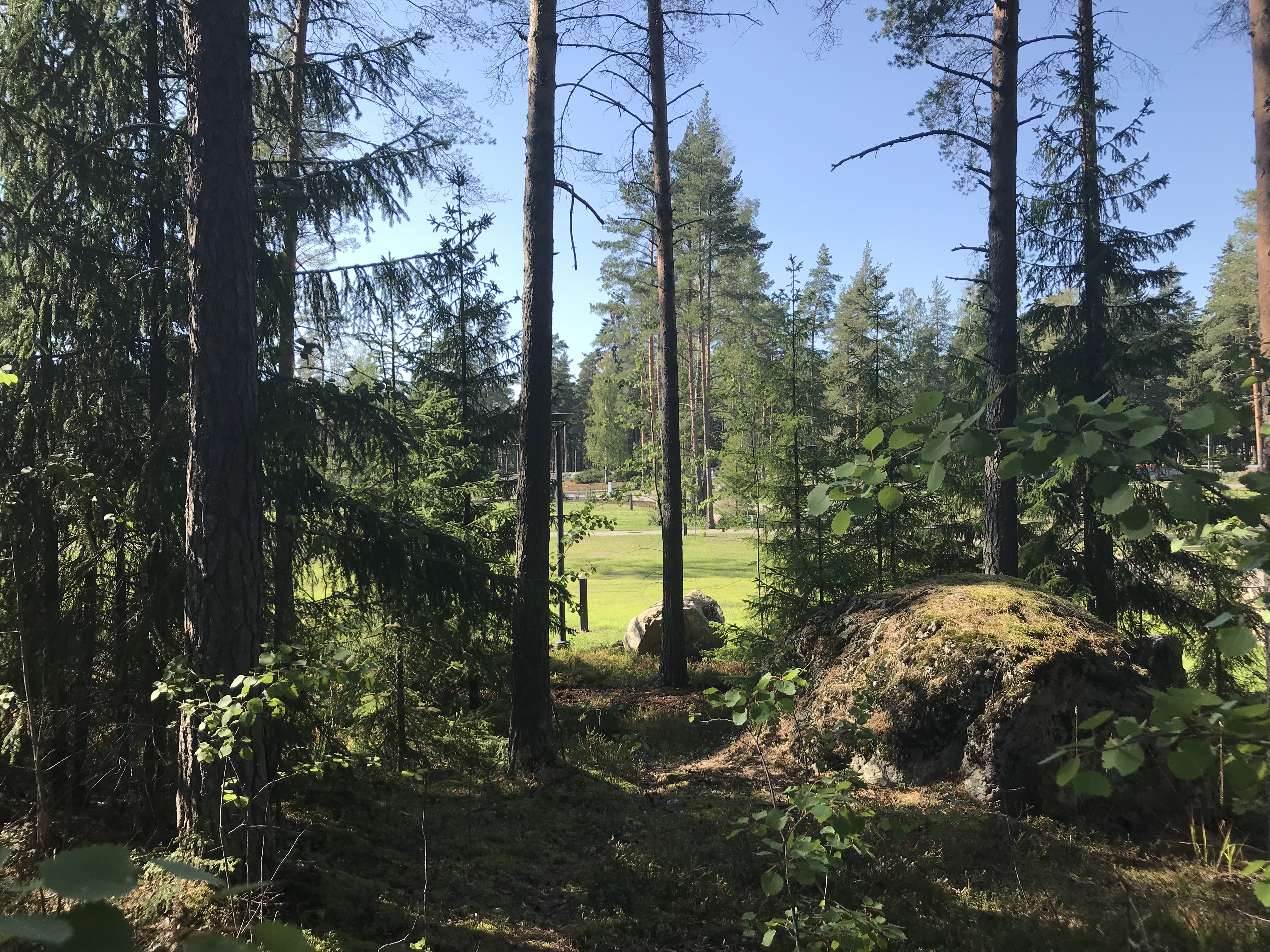 Metsäistä sirottelualuetta.