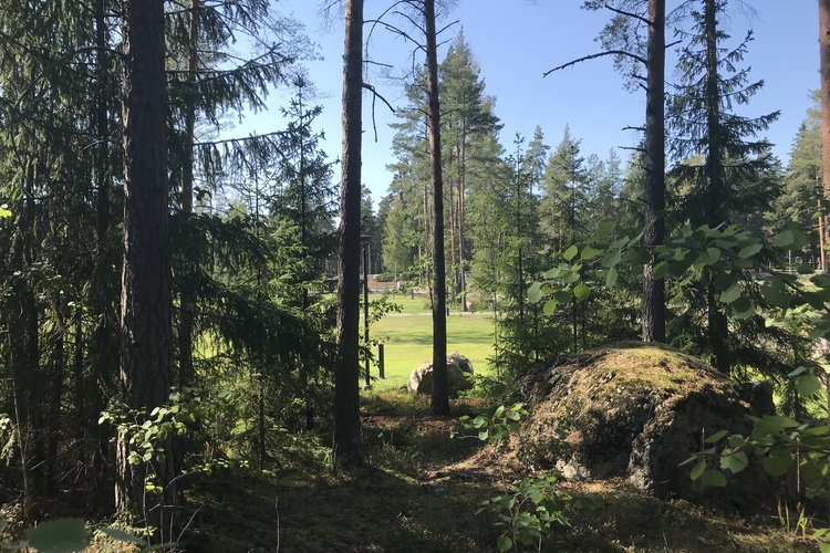Metsäistä sirottelualuetta.