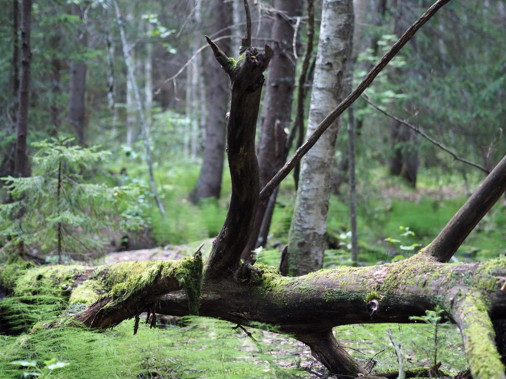 Kaatunut puunrunko Kylmäojan korven luonnonsuojelualueella.