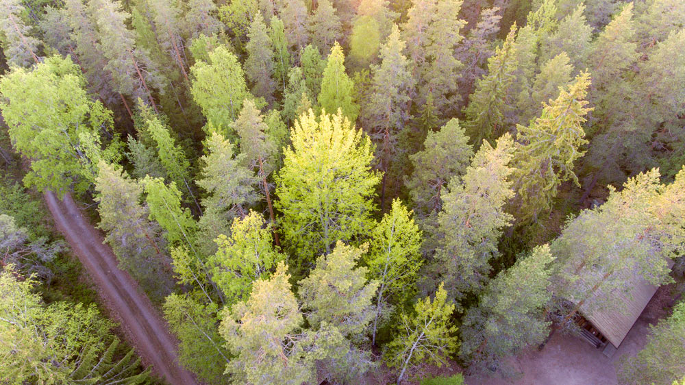 Metsää kuvattuna ilmasta käsin.