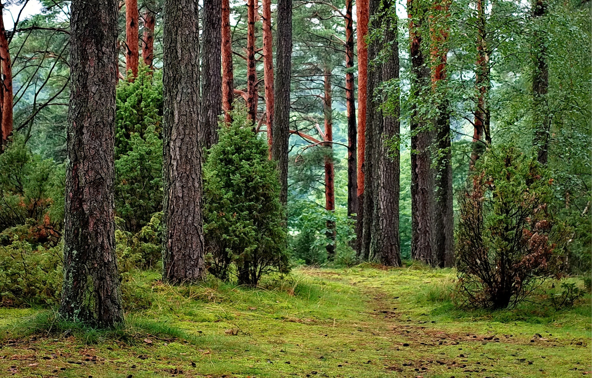 Kuva metsästä.