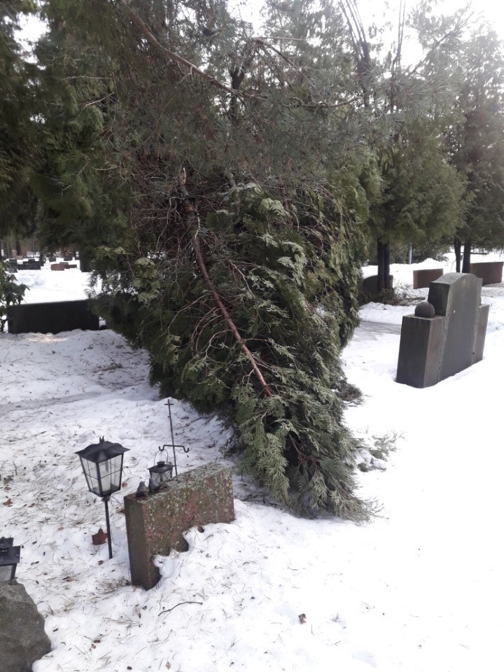 Luminen hauta ja kaatunut puu.