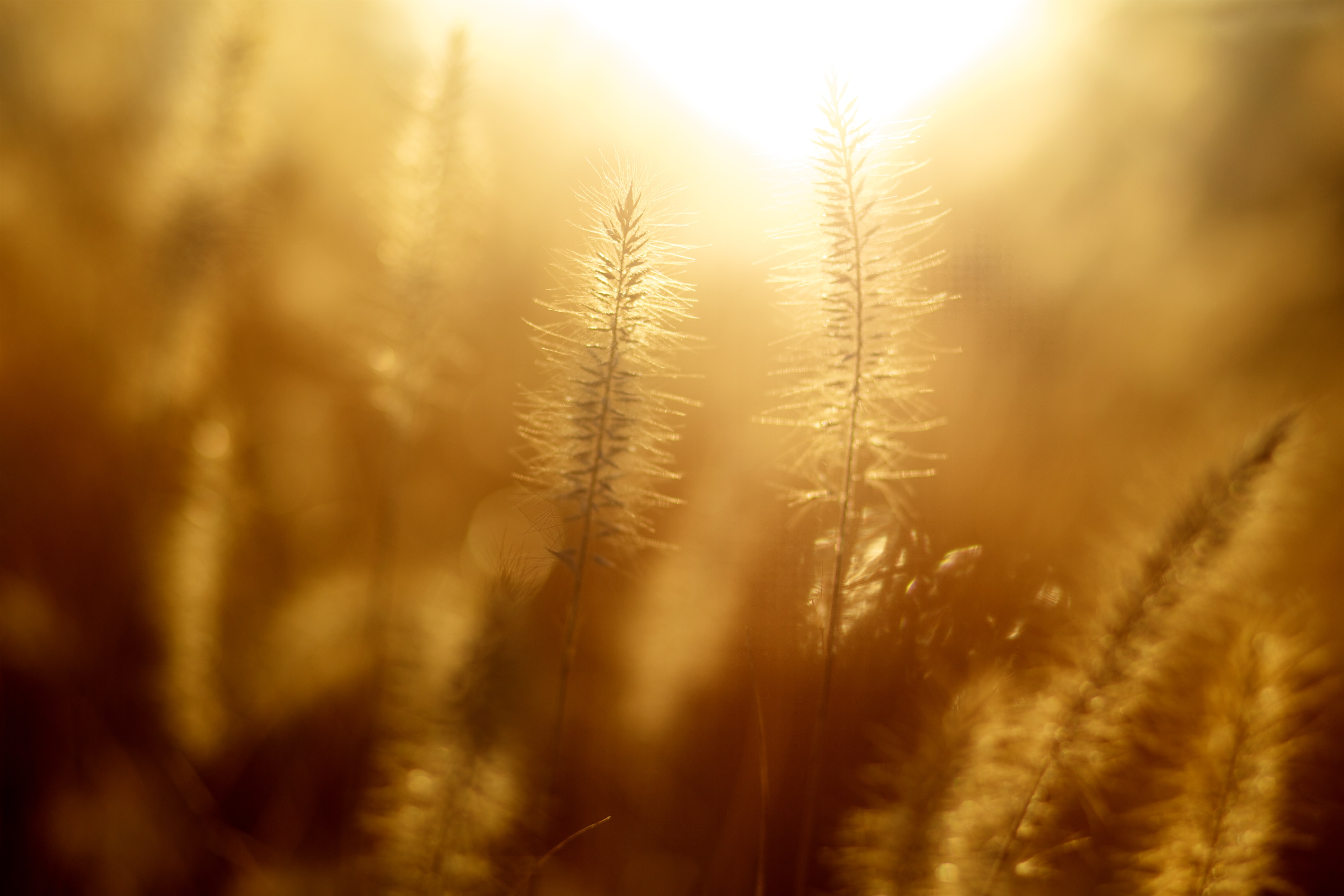 Auringonvalo siilautuu keltaisten korsien päältä ja kuvan etualalla on varjoa.