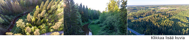 Klikkaa tästä nähdäksesi lisää valokuvia Heikkilän metsästä. Linkki kuvagalleriaan.