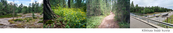 Klikkaa tästä nähdäksesi lisää valokuvia Kyrkoherdeboletin metsistä. Linkki kuvagalleriaan.