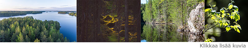 Klikkaa tästä nähdäksesi lisää valokuvia Tontunniemen metsästä. Linkki kuvagalleriaan.