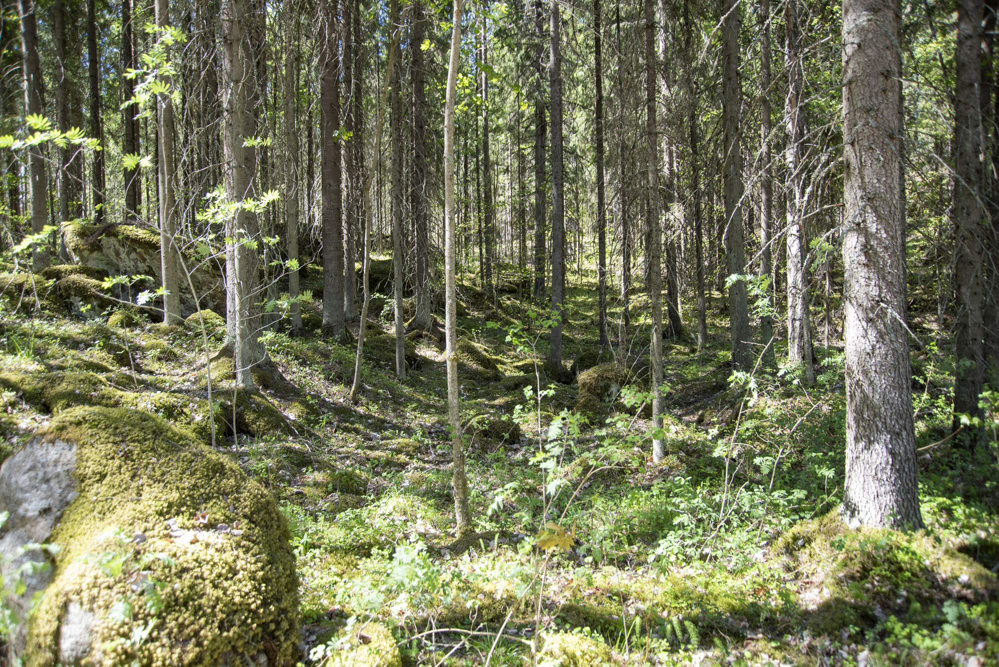 Tontunniemen metsä luonnonsuojelualue.jpg